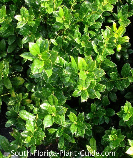 Burfordii Holly Dwarf Burford Holly