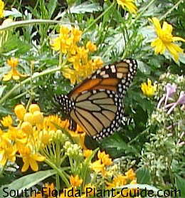 Butterfly Gardening For South Florida