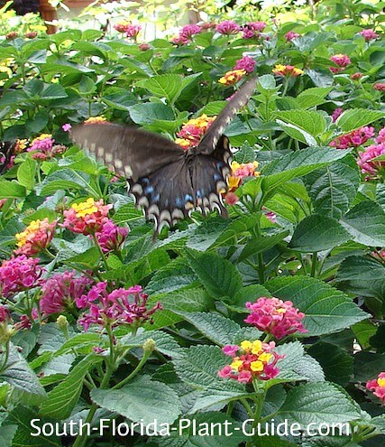 Jardín de mariposas de cama de plantación n fl