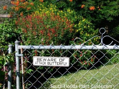 Butterfly Gardening For South Florida