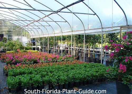 Greenhouse with rows of plants