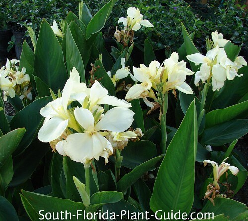 Canna Lilies