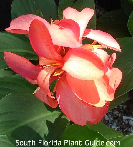 canna lily peach 450 Are Canna Lillies in North Florida