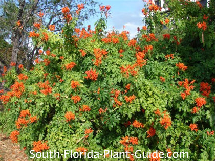 Cape Honeysuckle