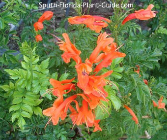 Cape Honeyle Add A Combination Of Top Soil Or Organic Peat Moss And Composted Cow Manure To The Hole When You Plant