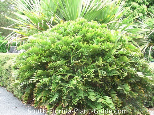 large cardboard palm large cardboard palm