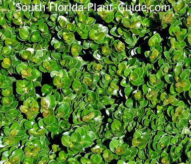 carissa boxwood spacing