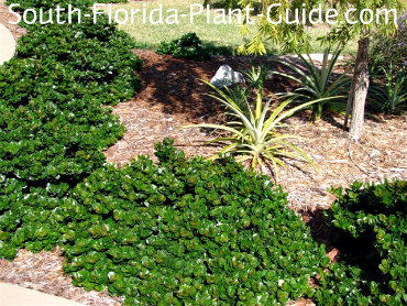 Carissa - Natal Plum, Boxwood Beauty and Emerald Blanket