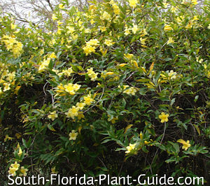 carolina jasmine carolina jasmine