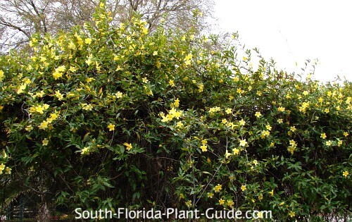 blooming along a fence blooming along a fence