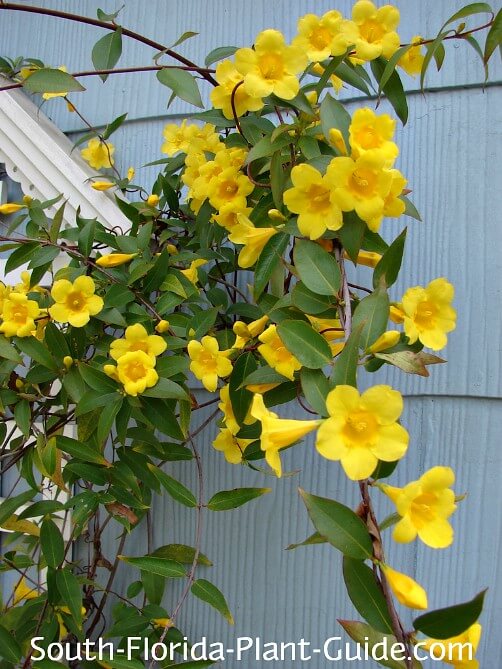 Carolina Jasmine