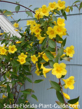 carolina jasmine flowers