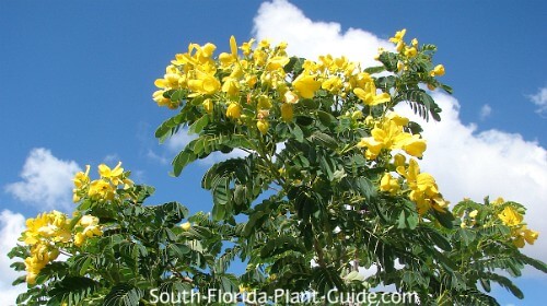 What are the Yellow Flowering Trees in Florida? 