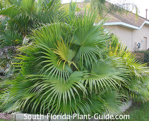 Chinese palm sales