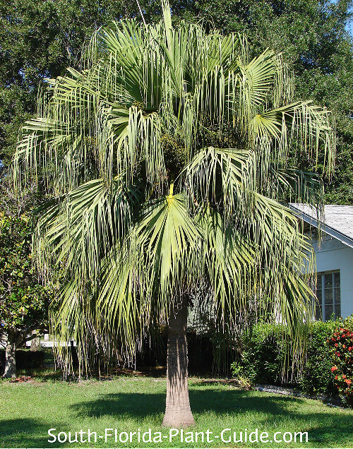 Fan Palm