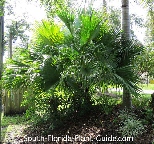 mid-size palm