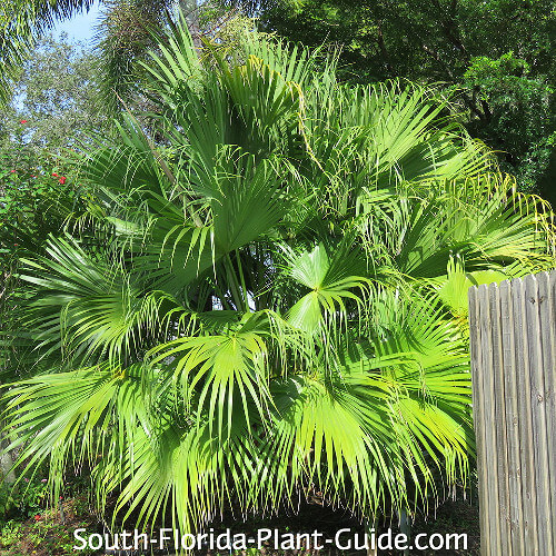 genvinde Økonomisk delikatesse Chinese Fan Palm