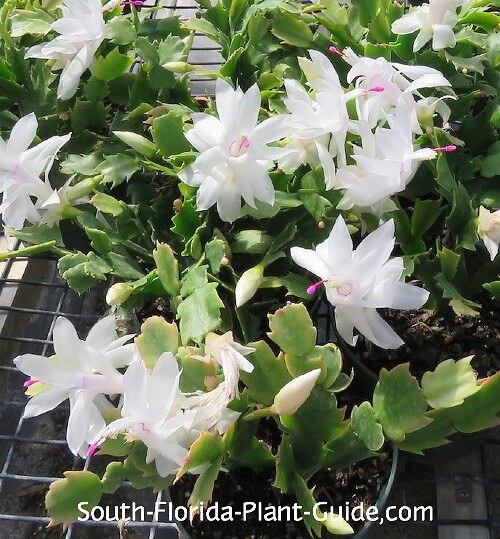 christmas cactus at a nursery christmas cactus at a nursery