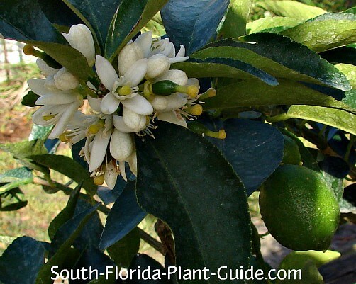 Florida orange seeds