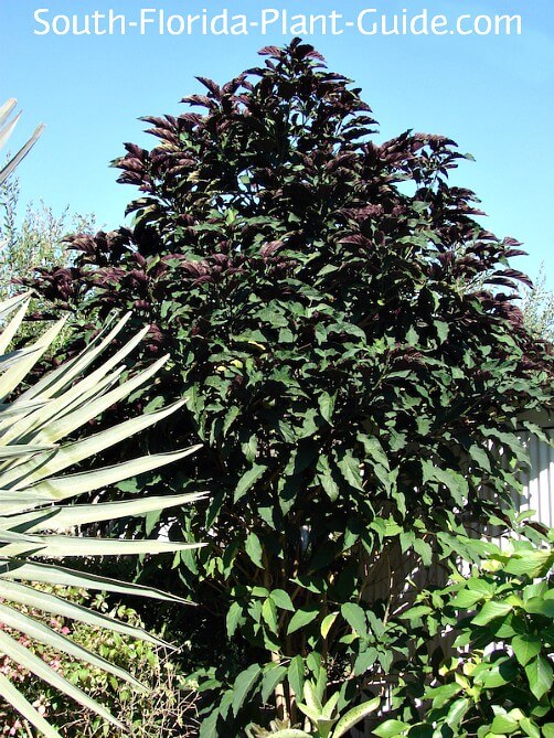 mature plant in a sunny location