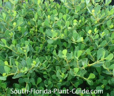 Dwarf Clusia Dwarf Clusia