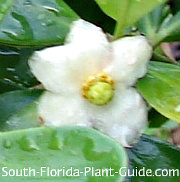 White flower White flower