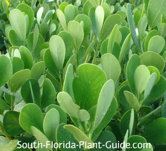 clusia-guttifera-leaves-330.jpg clusia-guttifera-leaves-330.jpg