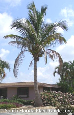 Coconut Palm Tall Specimen In A Home Landscape