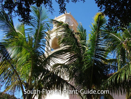 Coconut Palm Coconut Palms Framing A Spanish Style Church Tower