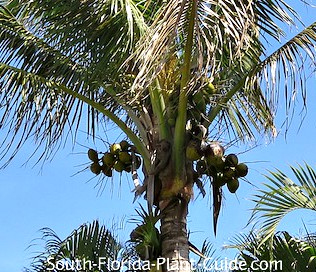 Coconut Palm Coconuts