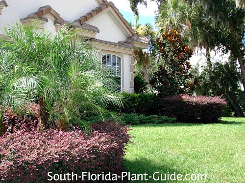 cold hardy landscaping
