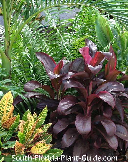 Guide To Florida Landscape Plants For, Best Low Maintenance Outdoor Plants For Florida