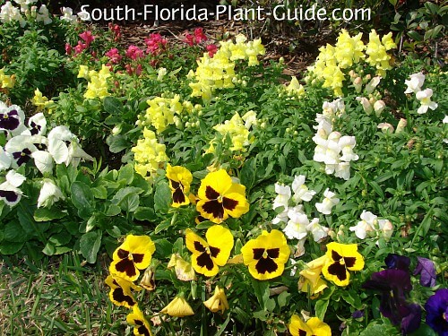 South Florida Annuals