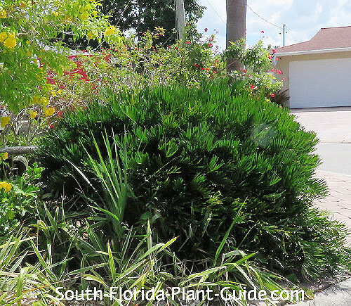 mature plant