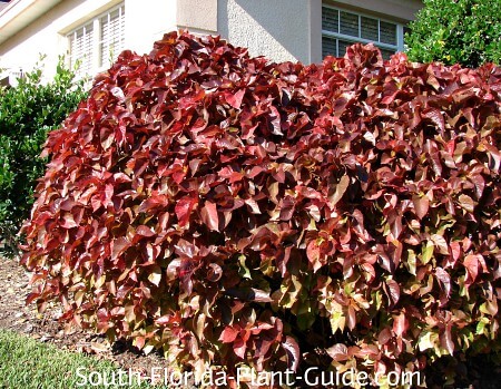 planta de cobre por casa