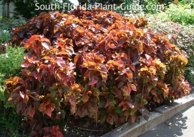 shrubs along a drive