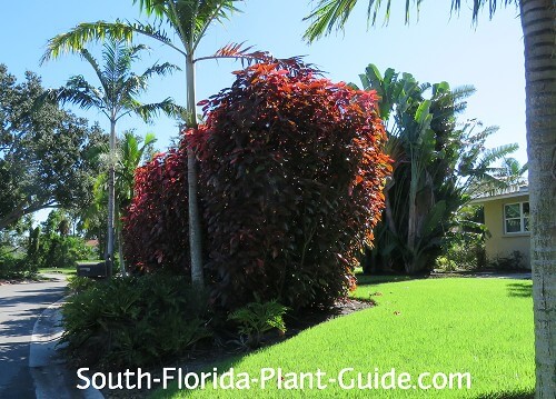 Best Outdoor Container Plants for South Florida: Vibrant & Low-Maintenance Choices
