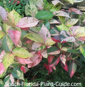 Variedade rosa cultivada em sombra parcial