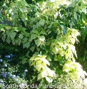 Variedad de hoja blanca