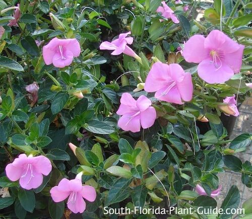 pink flowering variety