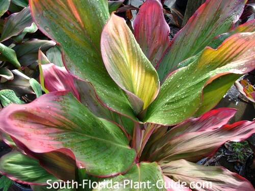 Image of Cordyline companion plant canna lilies