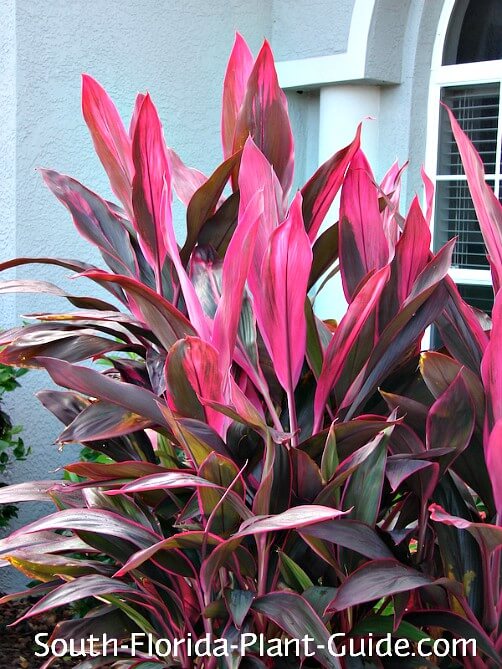 Cordylines Dracaenas