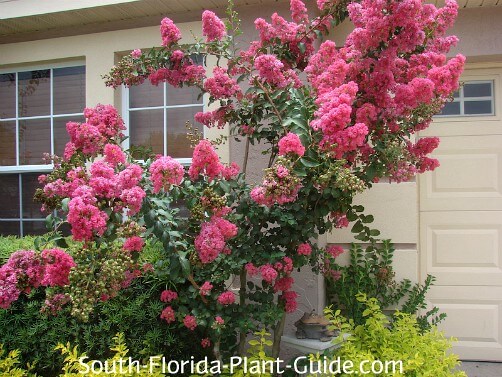 Small Flowering Trees, Common Landscaping Trees In Florida