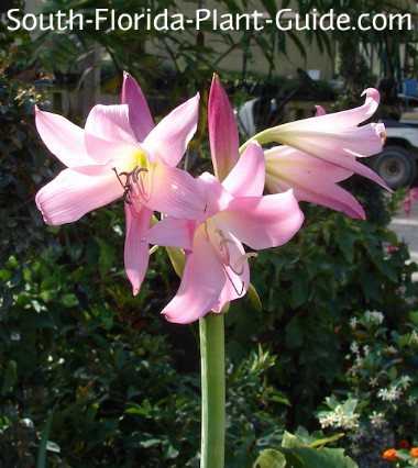 crinum-pink-flower-380.jpg
