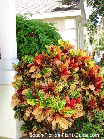 Petra croton in landscaping