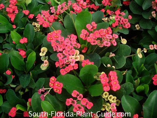 Crown of Thorns  Piedmont Master Gardeners