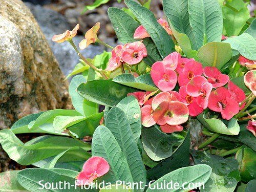 Crown of Thorns  Piedmont Master Gardeners