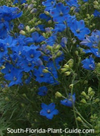 delphinium-nursery-200.JPG delphinium-nursery-200.JPG