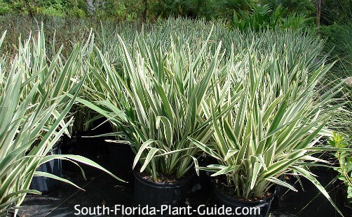 Bushy 3-gallon plants at a nursery Bushy 3-gallon plants at a nursery