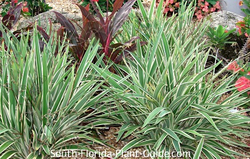Young plants in a garden bed Young plants in a garden bed